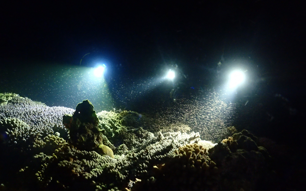 ナイトダイビング